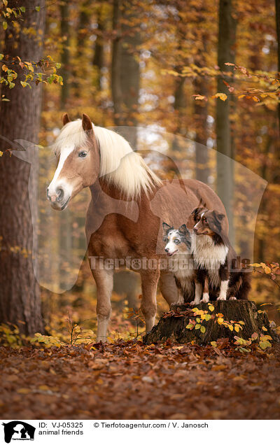 animal friends / VJ-05325