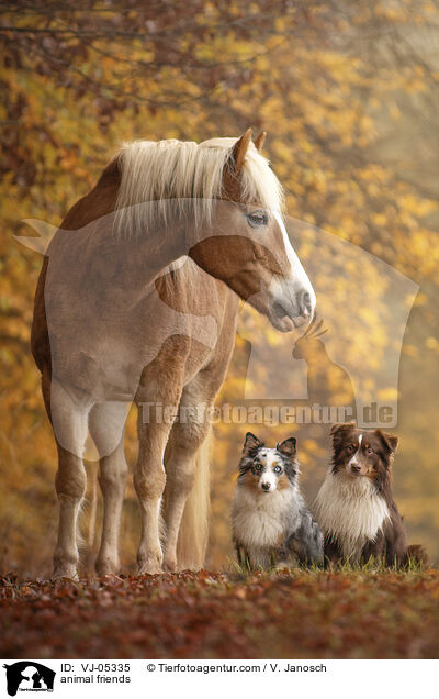 Tierfreundschaft / animal friends / VJ-05335
