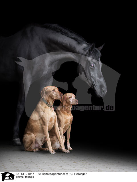 animal friends / CF-01047