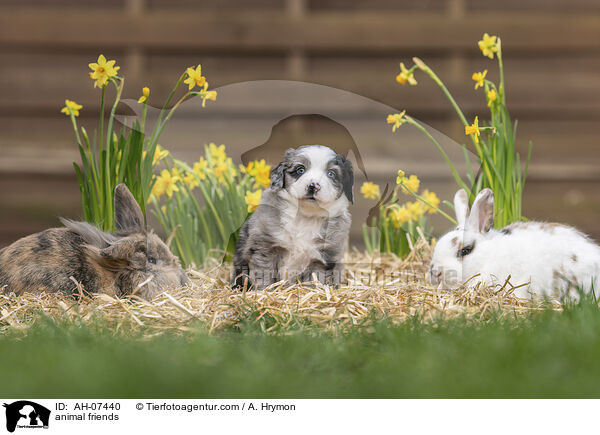 animal friends / AH-07440