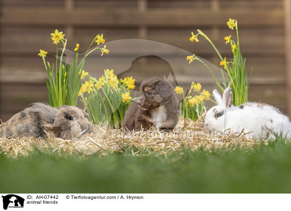 animal friends / AH-07442