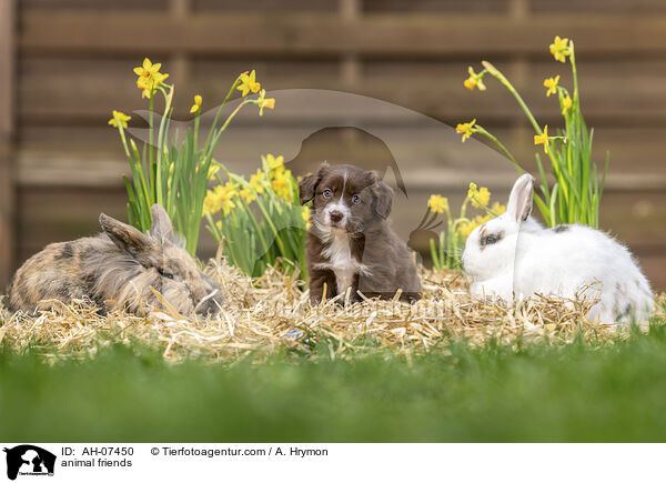 Tierfreundschaft / animal friends / AH-07450