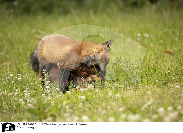 Fuchs und Hund / fox and dog / JM-20808