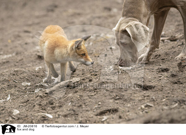 fox and dog / JM-20816