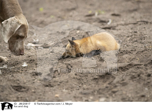 fox and dog / JM-20817