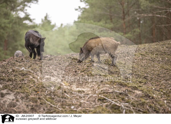 Eurasischer Grauwolf und Wildschwein / eurasian greywolf and wildboar / JM-20907