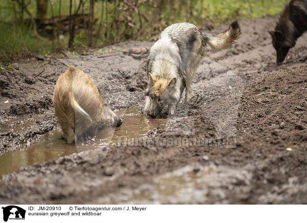 Eurasischer Grauwolf und Wildschwein / eurasian greywolf and wildboar / JM-20910