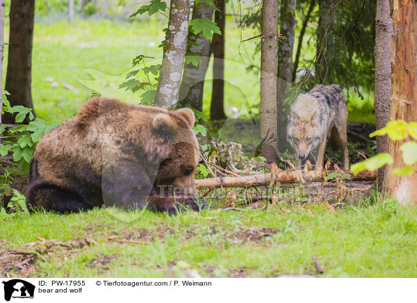 bear and wolf / PW-17955