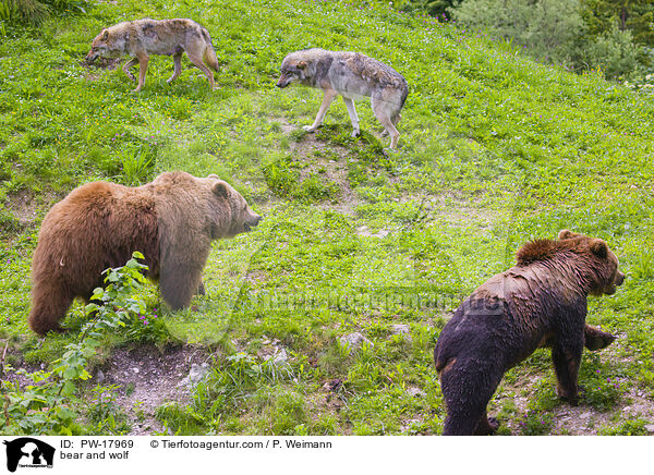 bear and wolf / PW-17969