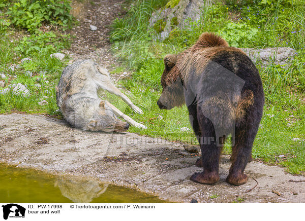 Br und Wolf / bear and wolf / PW-17998