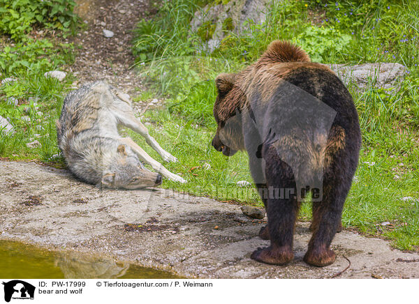 Br und Wolf / bear and wolf / PW-17999