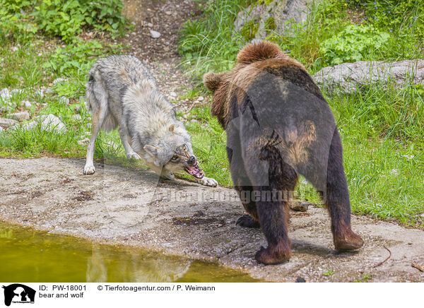 Br und Wolf / bear and wolf / PW-18001
