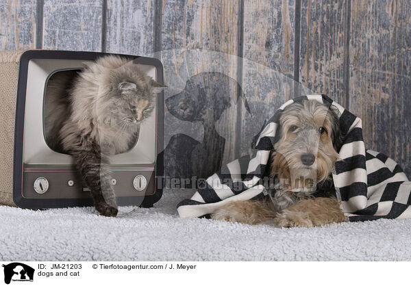 Hund und Katze / dogs and cat / JM-21203
