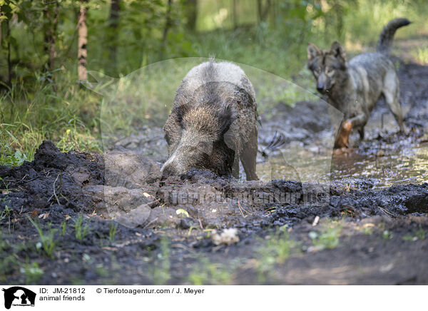 animal friends / JM-21812