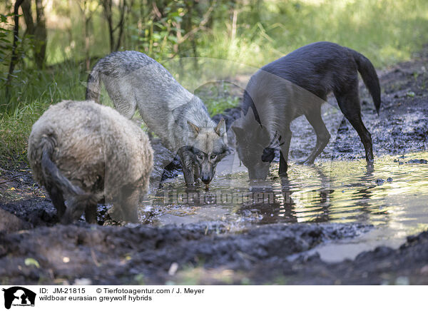 wildboar eurasian greywolf hybrids / JM-21815