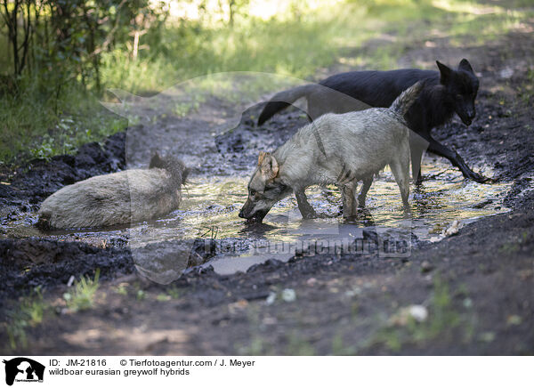 wildboar eurasian greywolf hybrids / JM-21816