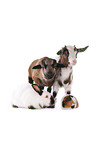 goat, lamb, guinea pig, rabbit