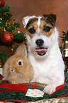dog and rabbit