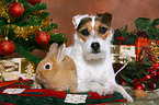 dog and rabbit