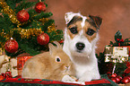 dog and rabbit