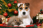 dog and lop-eared rabbit