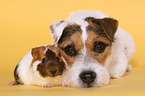 dog and guinea pig