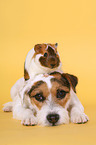dog and guinea pig
