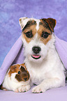 dog and guinea pig
