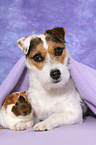 dog and guinea pig