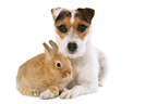 dog and rabbit