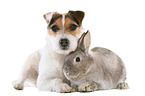 dog and rabbit