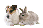 dog and rabbit