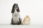 English Cocker Spaniel and lop-eared rabbit