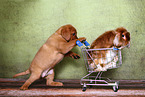 puppy and rabbit