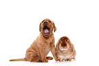 puppy and rabbit