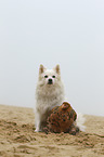 dog and chicken