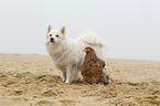 dog and chicken