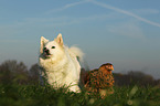 dog and chicken