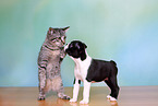 dog and cat