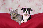 dog and cat
