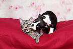 dog and cat