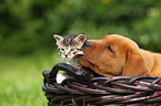 dog and cat