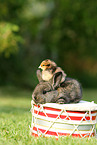 animal friends