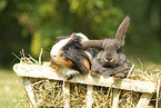 animal friends