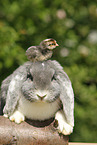 animal friends