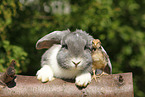 animal friends