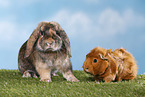 rabbit and guinea pig