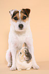 Jack Russell Terrier and dwarf rabbit