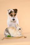 Jack Russell Terrier and dwarf rabbit
