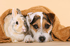 Jack Russell Terrier and dwarf rabbit